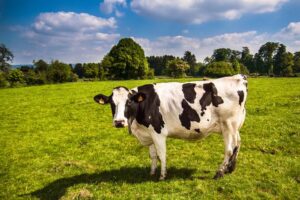 Read more about the article 季節による牛乳の違いについて
